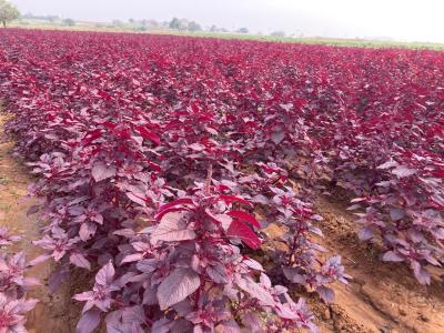 Red Full Amaranthus